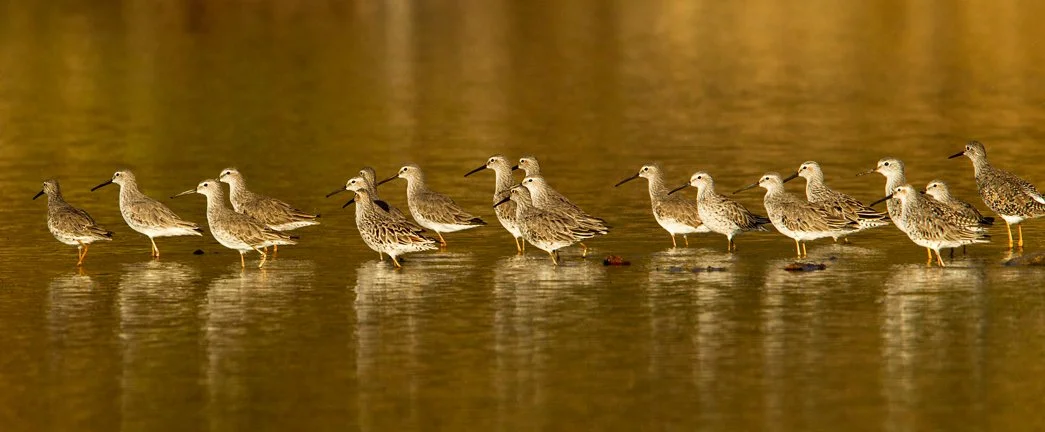 STILT SANDPIPER