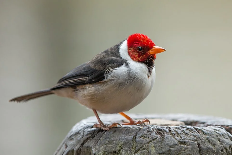 YELLOW_BILLED_CARDINAL_02.jpg