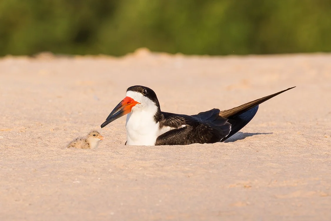BLACK_SKIMMER_12.jpg