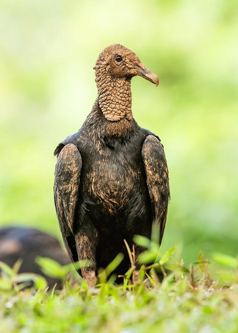 BLACK VULTURE_05.jpg