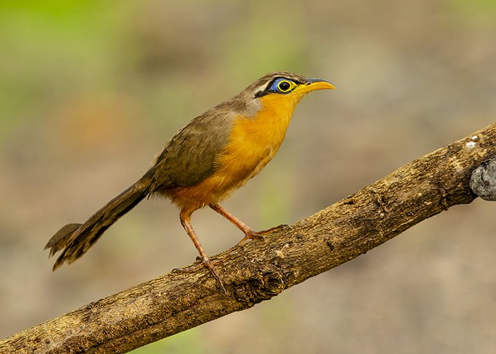 LESSER_GROUND_CUCKOO_01.jpg