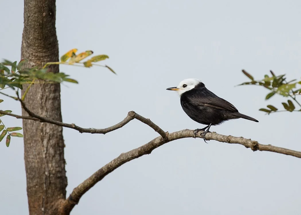 WHITE-HEADED MARSH TYRANT