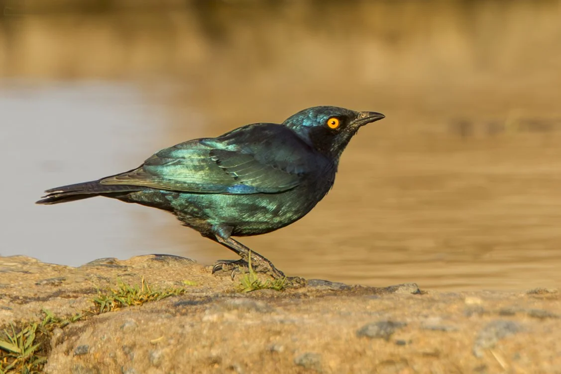 CAPE_GLOSSY_STARLING_01.jpg
