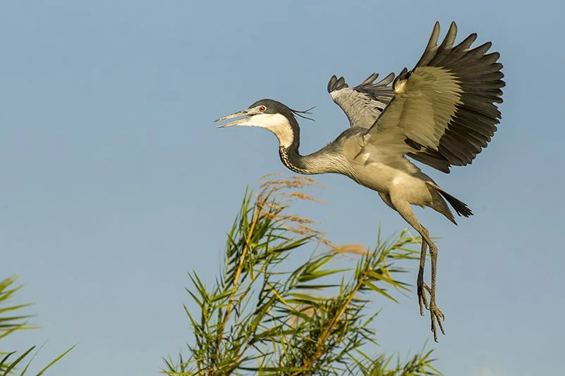 BLACK-HEADED_HERON_02.jpg