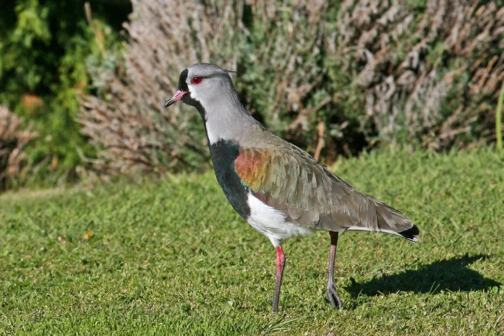 SOUTHERN_LAPWING_03.jpg