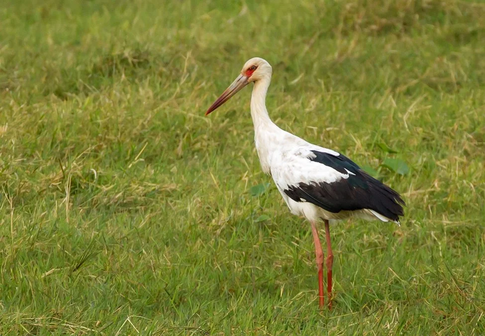 MAGUARI STORK_02.jpg