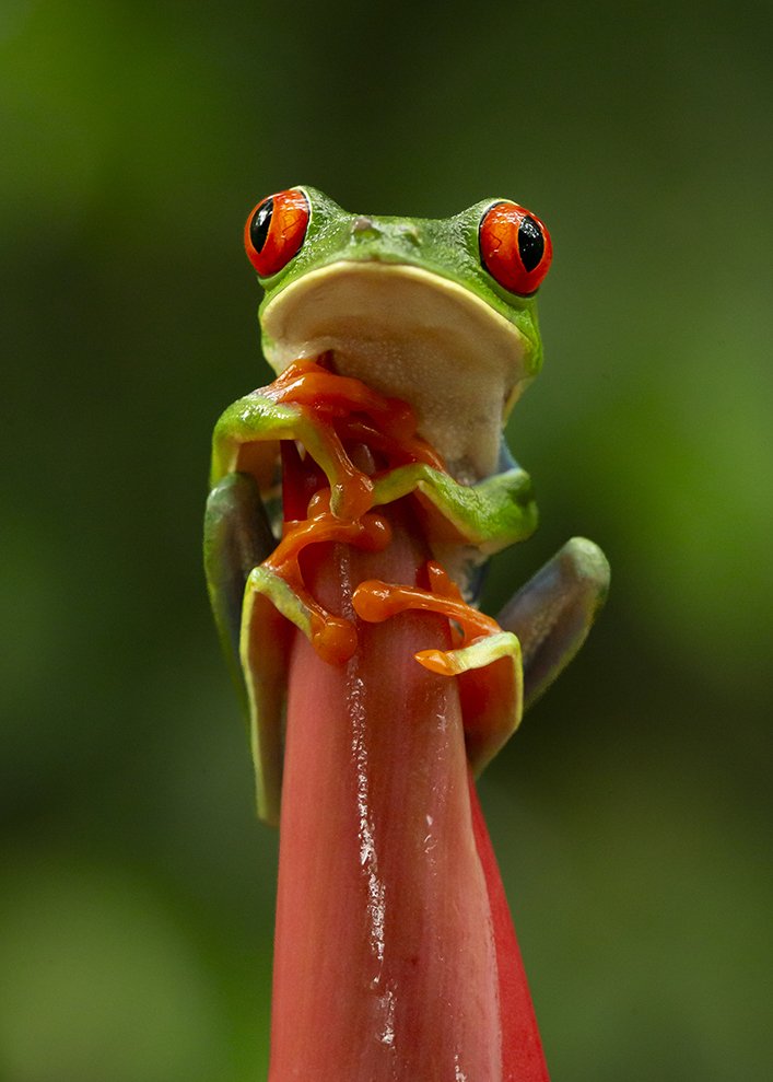 RED-EYED_TREE_FROG_06.jpg