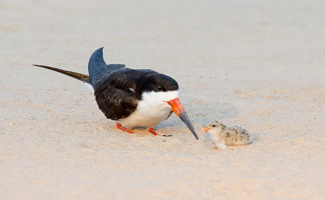 BLACK_SKIMMER_08.jpg