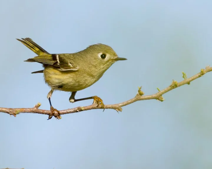 RUBY-CROWNED KINGLET