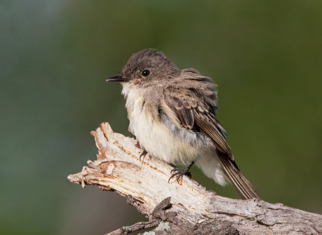 ALDER FLYCATCHER