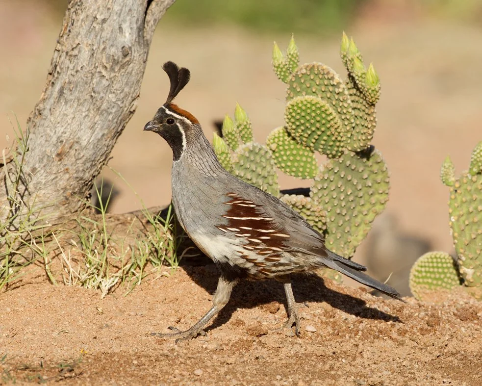 GAMBEL'S QUAIL
