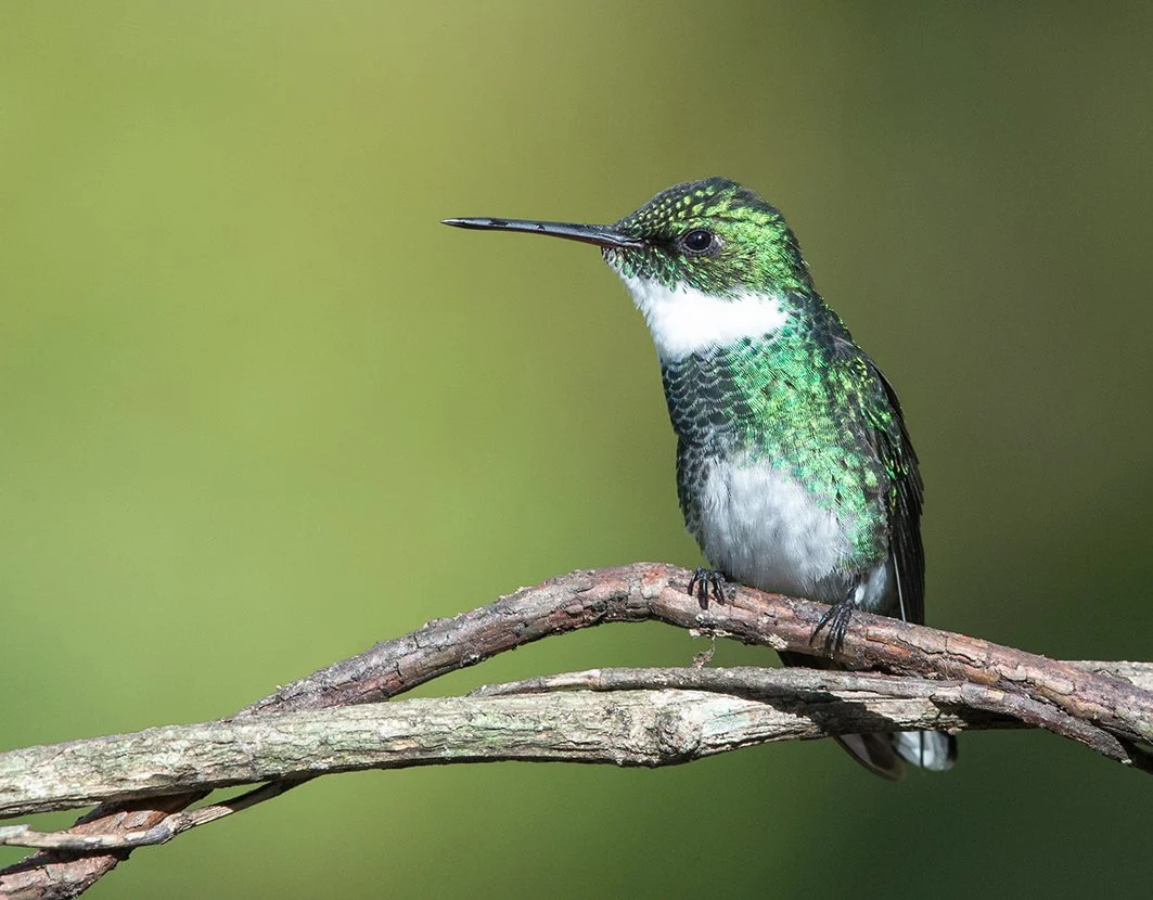 WHITE-THROATED HUMMINGBIRD_03.jpg
