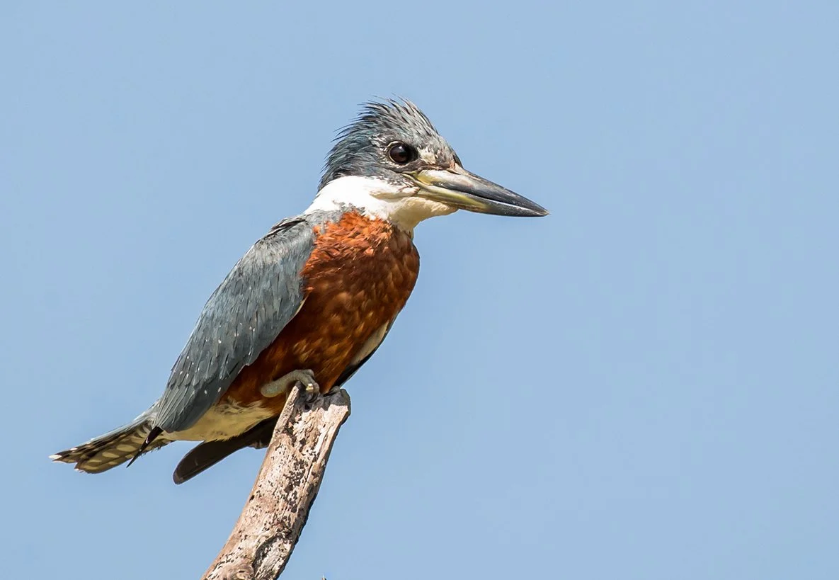 RINGED_KINGFISHER_09.jpg