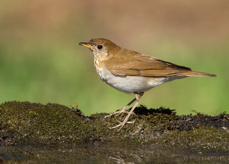 VEERY