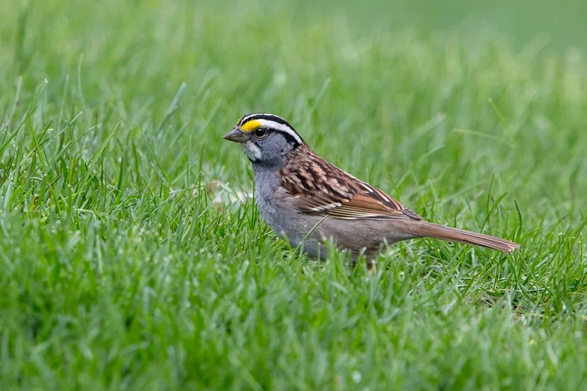 WHITE-THROATED SPARROW