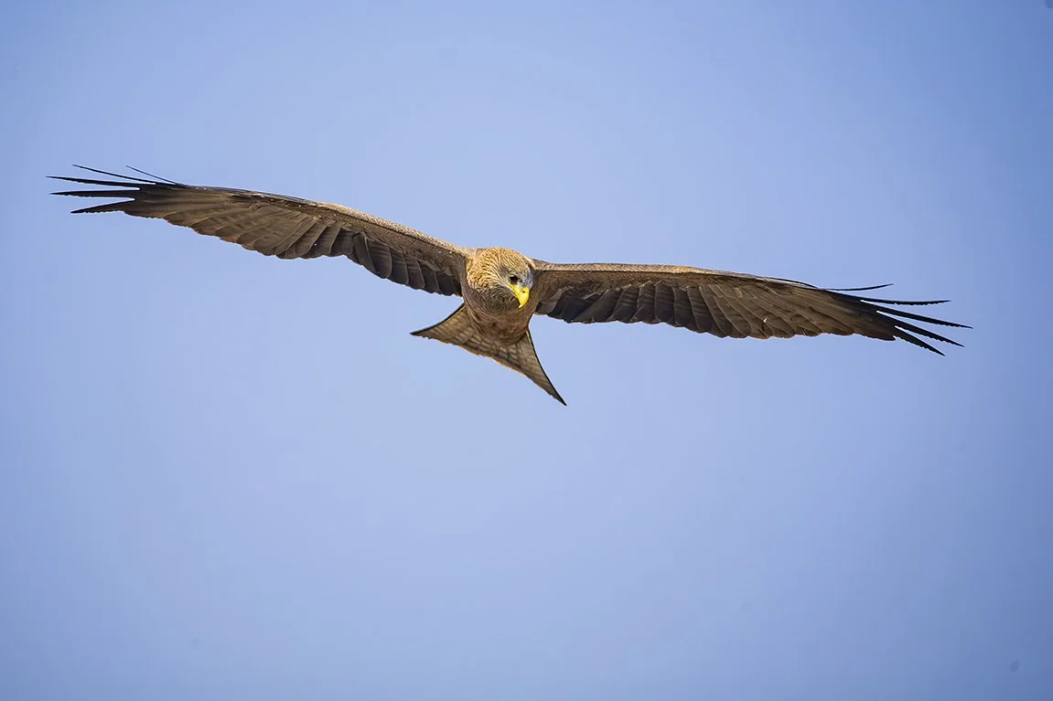 YELLOW_BILLED_KITE_01.jpg