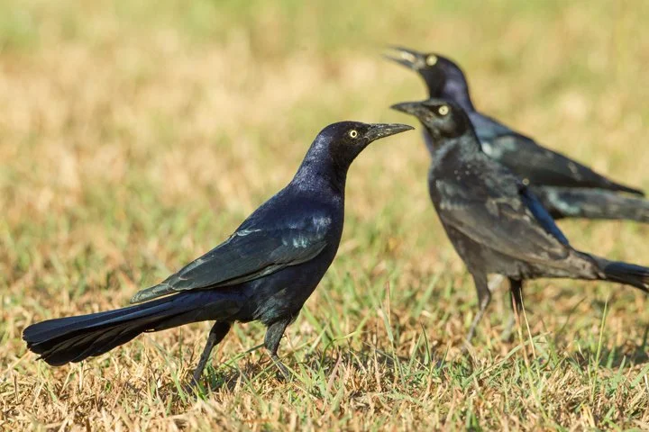 GREAT-TAILED GRACKLE