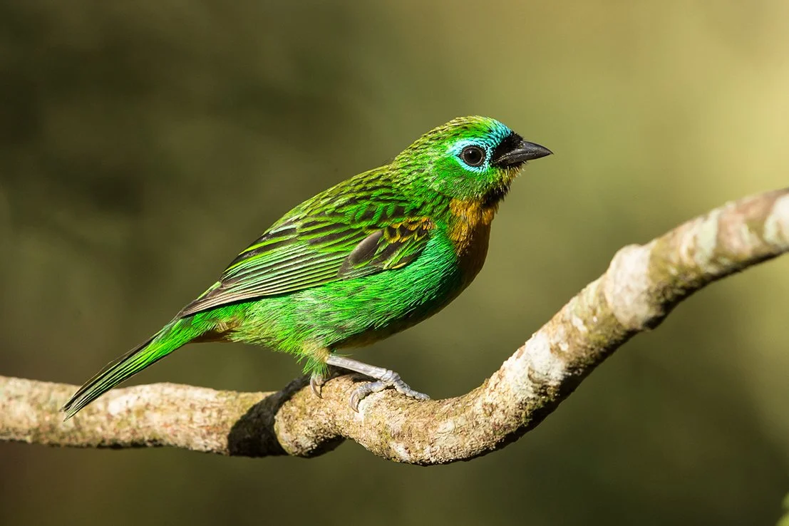 BRASSY-BREASTED TANAGER_07.jpg