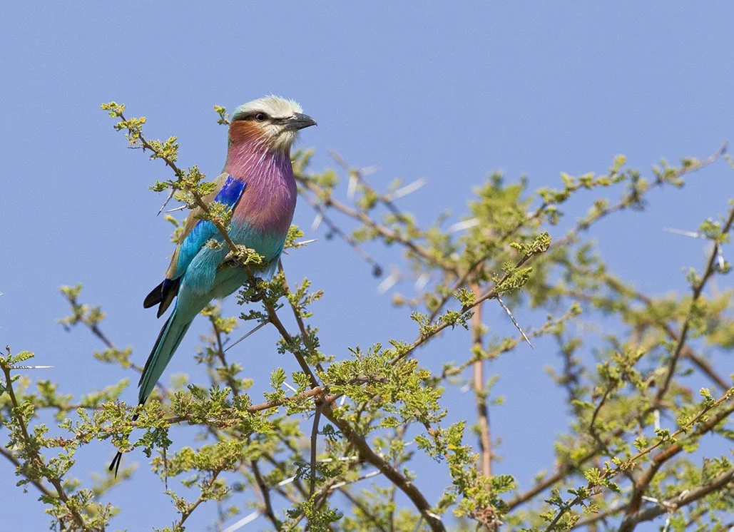 LILAC-BRESTED WARBLER