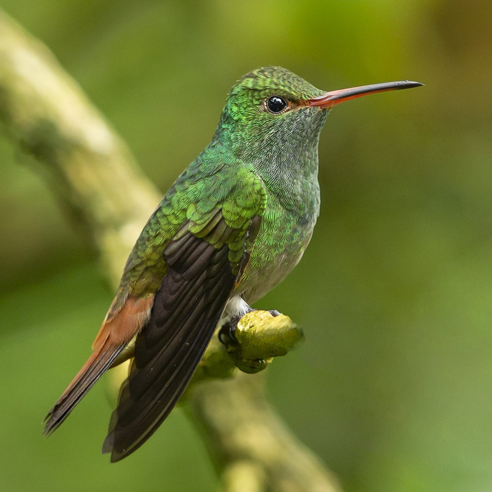 RUFOUS_TAILED_HUMMINGBIRD_01.jpg