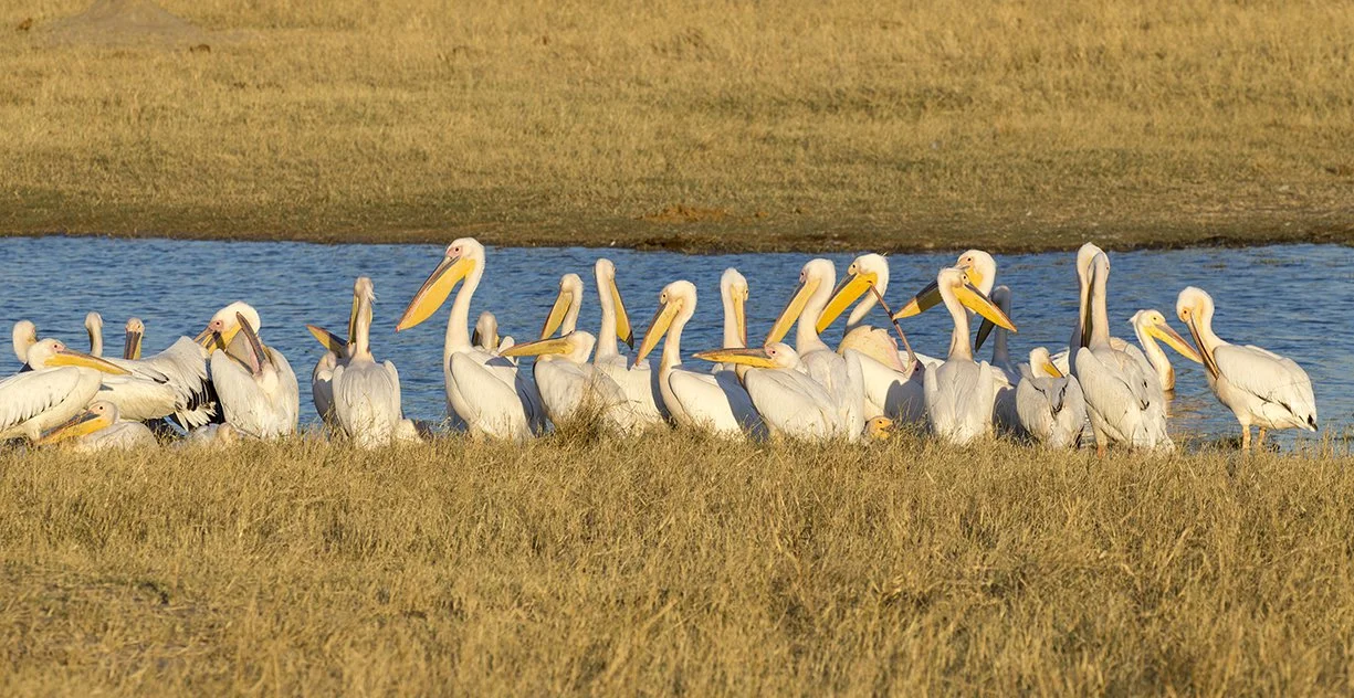 GREAT_WHITE_PELICAN_06.jpg