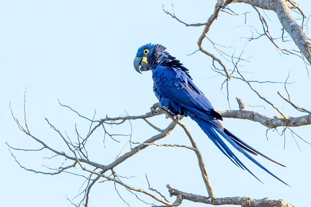 HYACINTH_MACKAW_02.jpg
