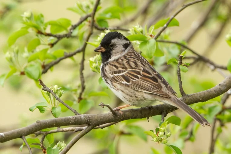 HARRIS'S SPARROW