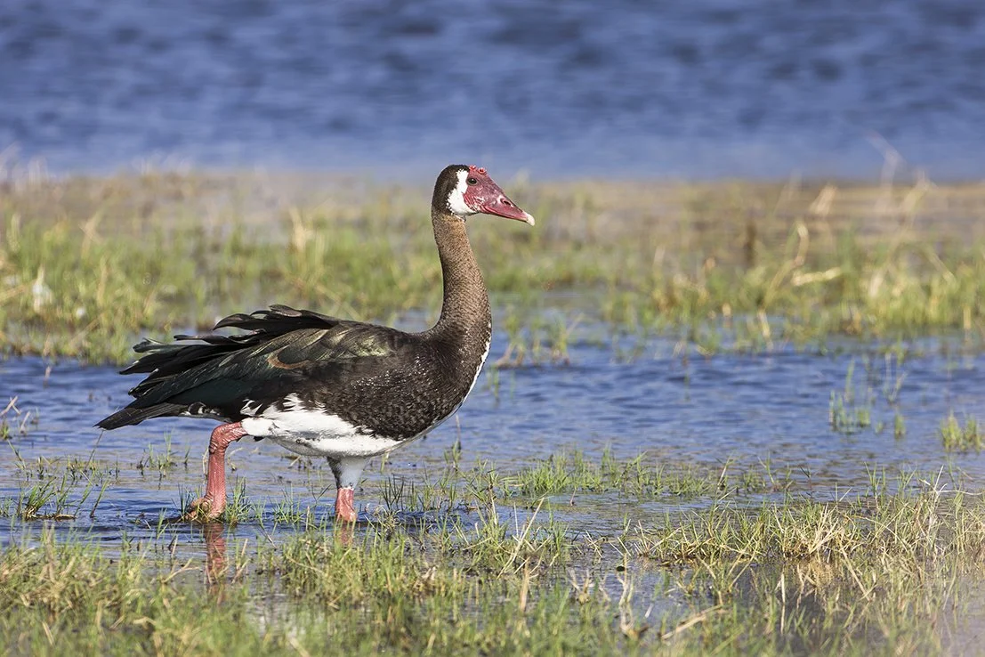 SPUR_WINGED_GOOSE_08.jpg