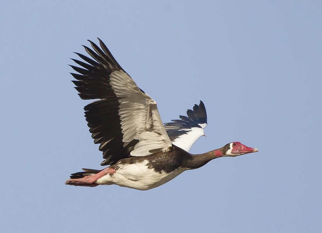 SPUR_WINGED_GOOSE_03.jpg