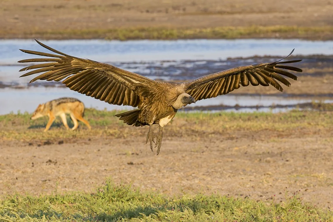 WHITE_BACKED_VULTURE_11.jpg