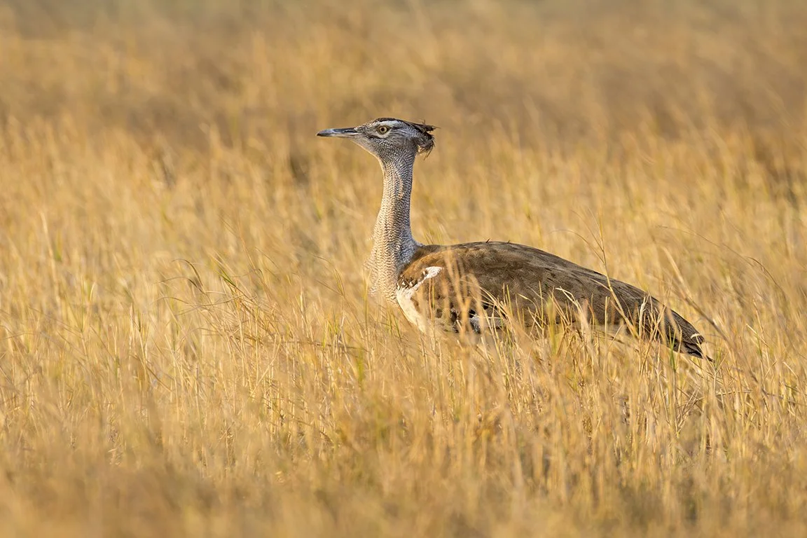KORI_BUSTARD_07.jpg