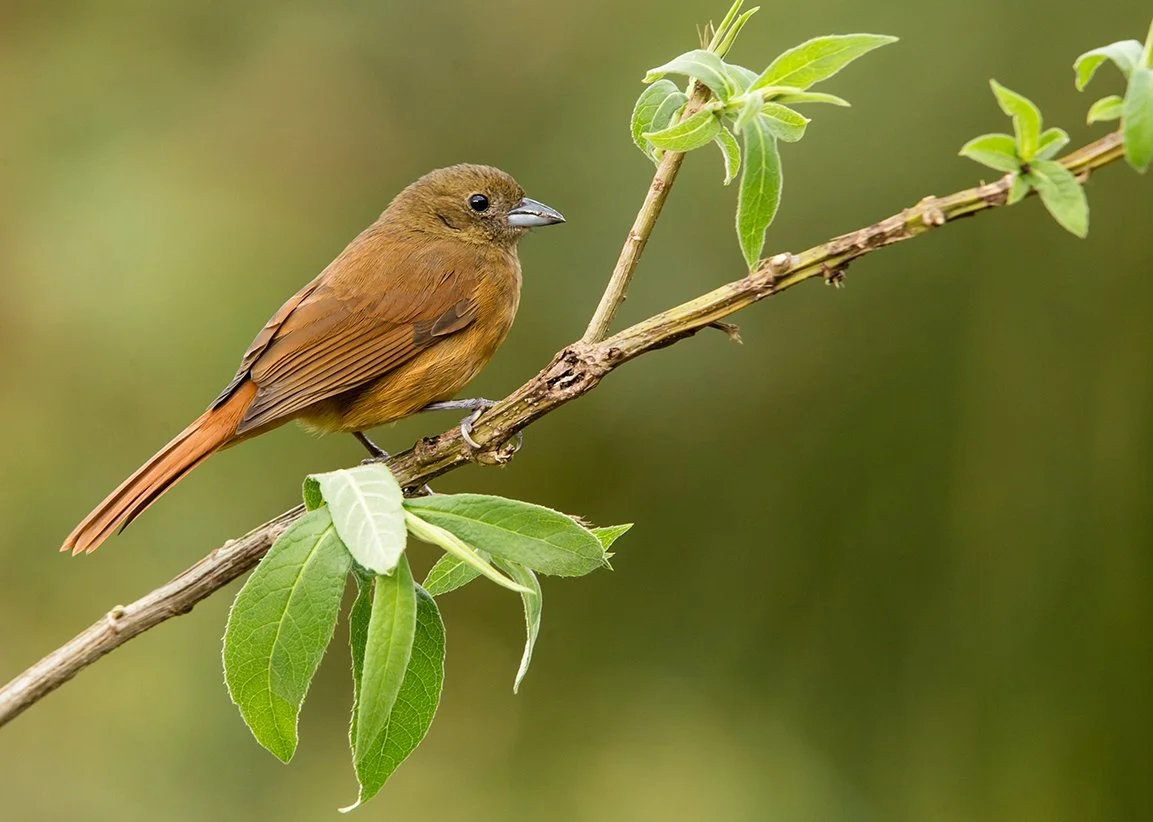 RUBY_CROWNED_TANAGER_04.jpg