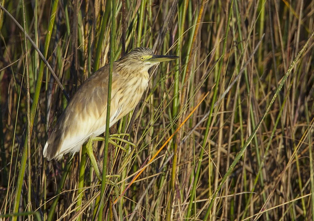 SQUACCO_HERON_02.jpg