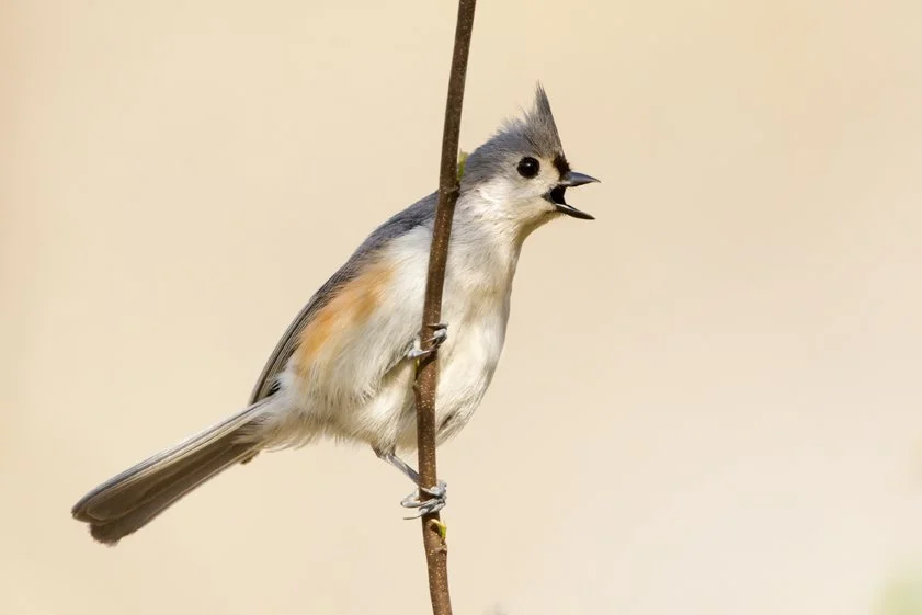 TUFTED TITMOUSE