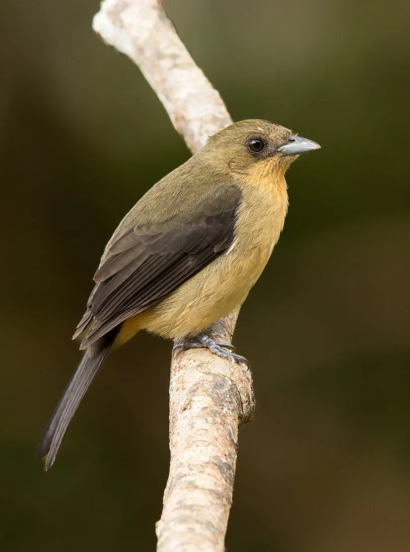 BLACK_GOGGLED_TANAGER_03.jpg