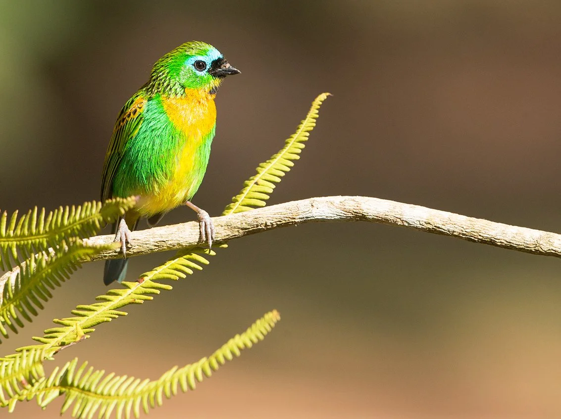 BRASSY-BREASTED TANAGER_09.jpg