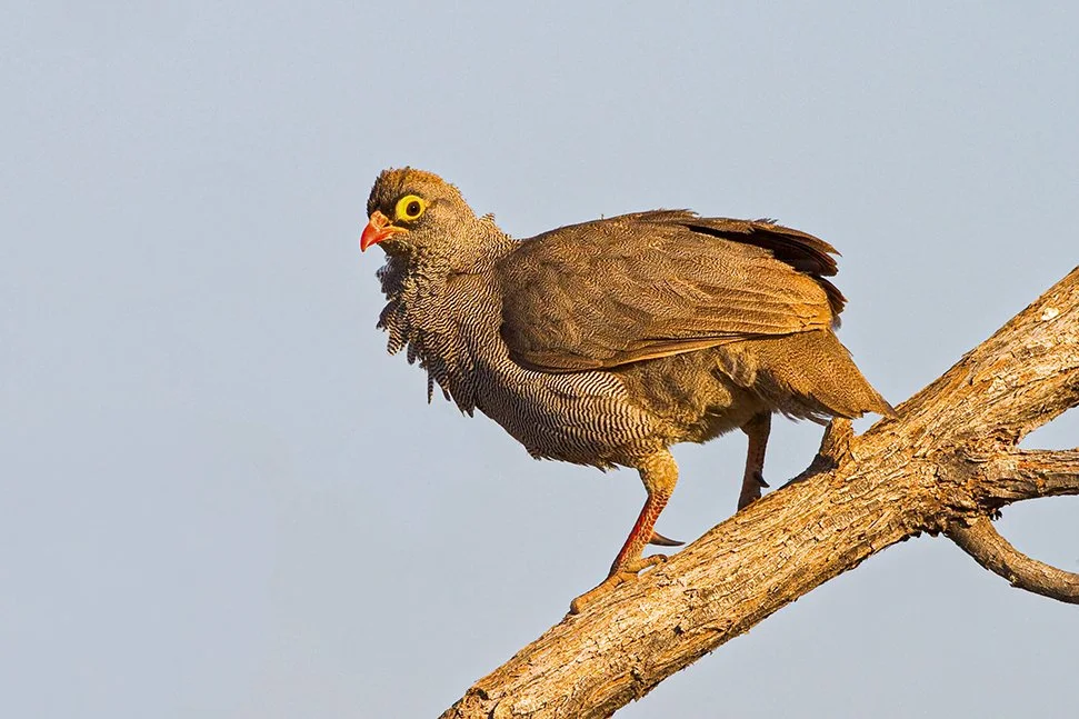 RED_BILLED_SPURFOWL_02.jpg