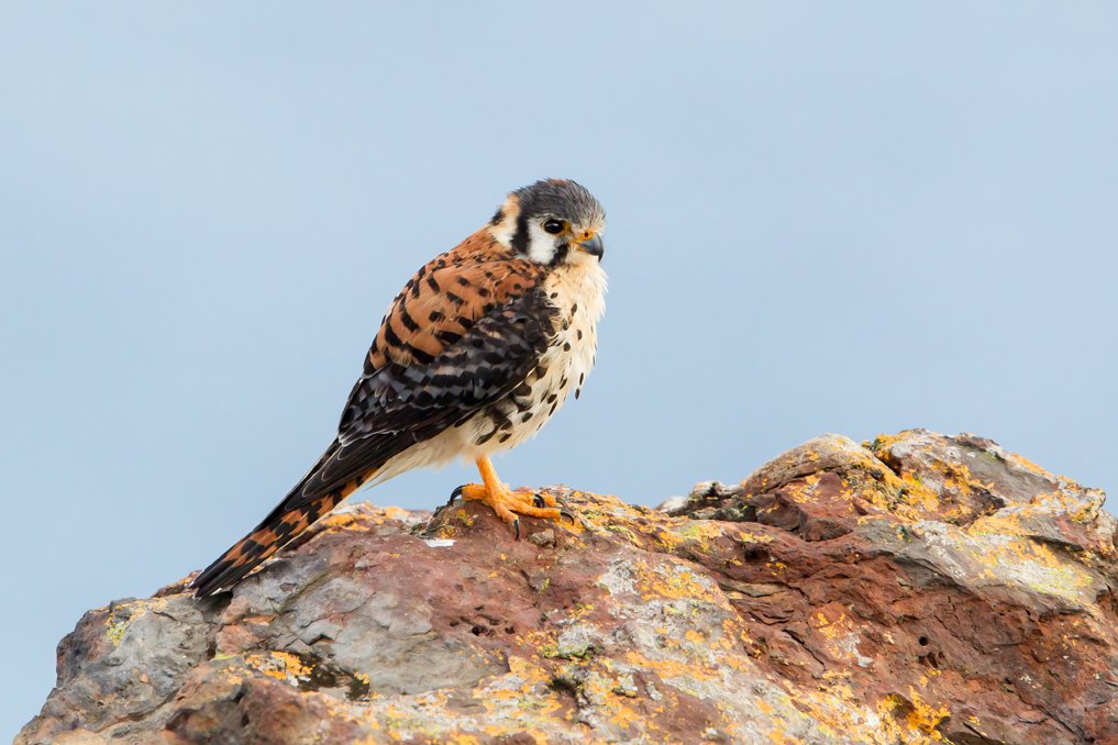 AMERICAN KESTREL
