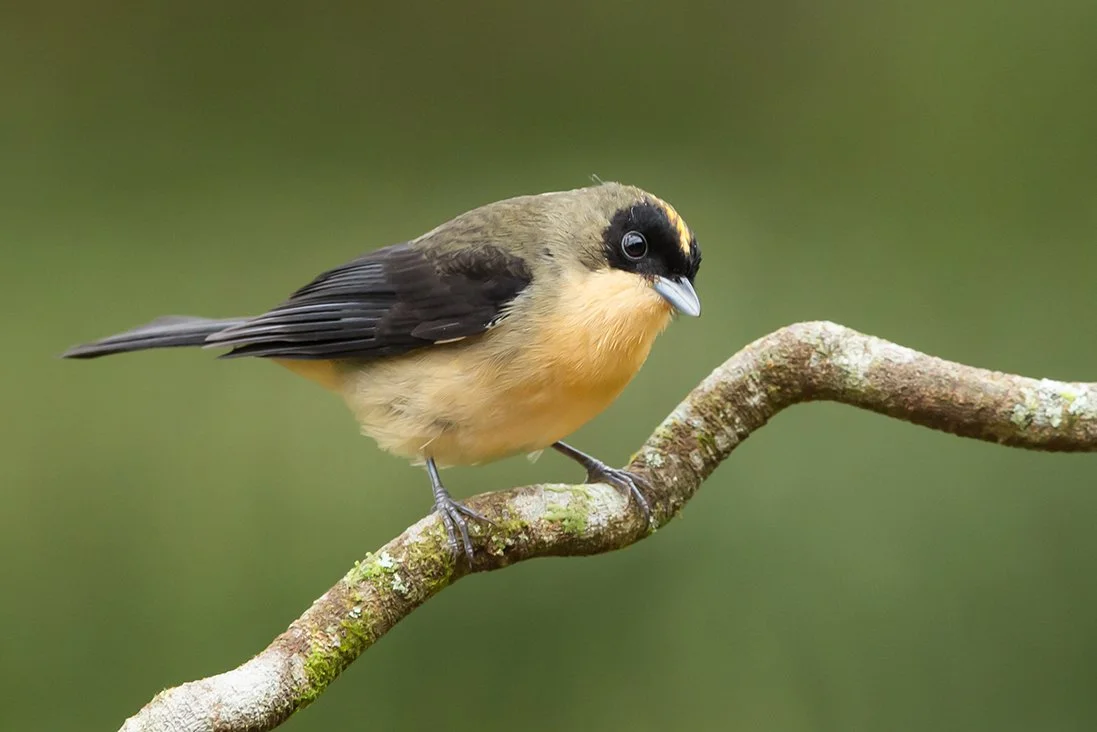 BLACK_GOGGLED_TANAGER_05.jpg