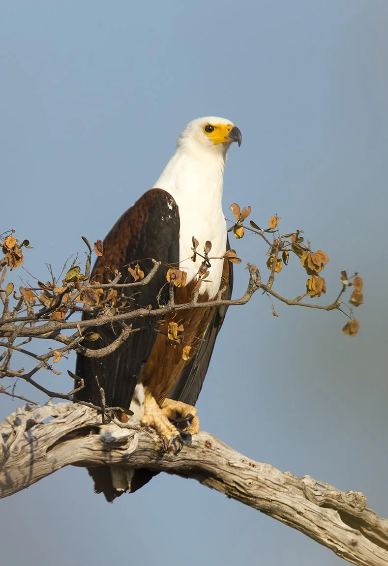 AFRICAN_FISH_EAGLE_02.jpg