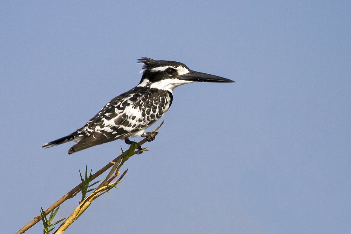 PIED_KINGFISHER_07.jpg