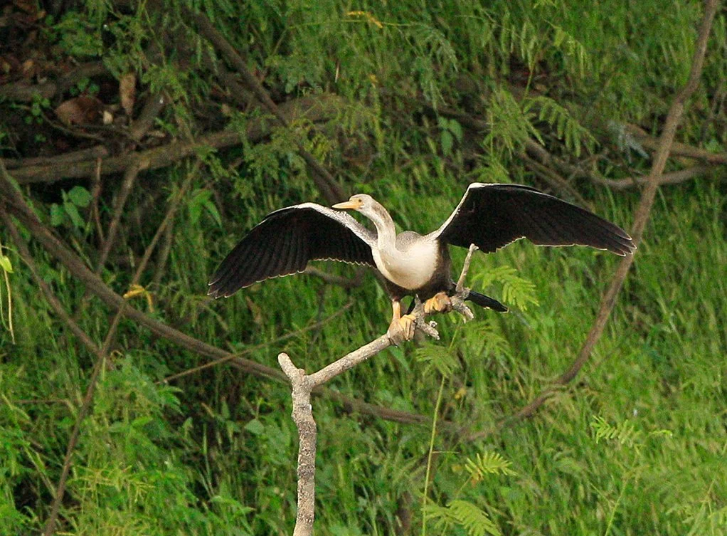 ANHINGA_03.jpg