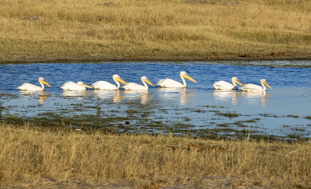 GREAT_WHITE_PELICAN_05.jpg