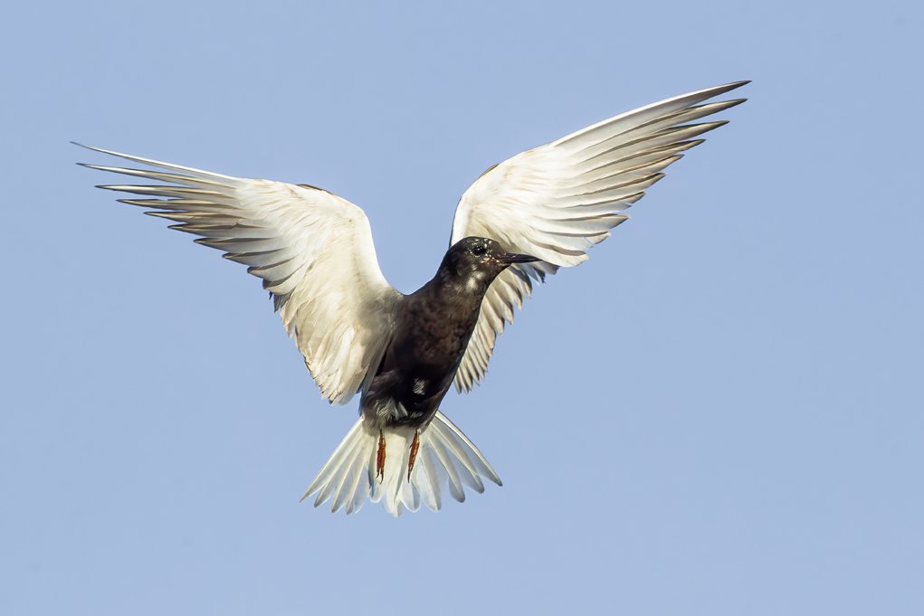 BLACK TERN