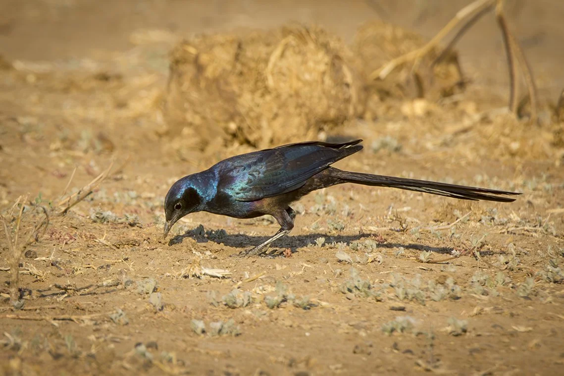 LONG_TAILED_STARLING_02.jpg