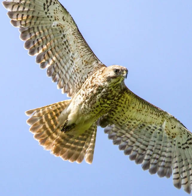 RED-TAILED HAWK
