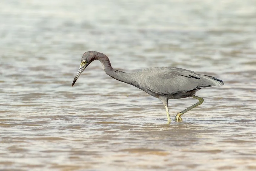 LITTLE BLUE HERON