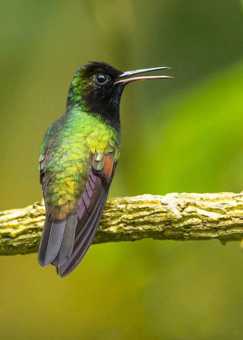 BLACK-BELLIED HUMMINGBIRD
