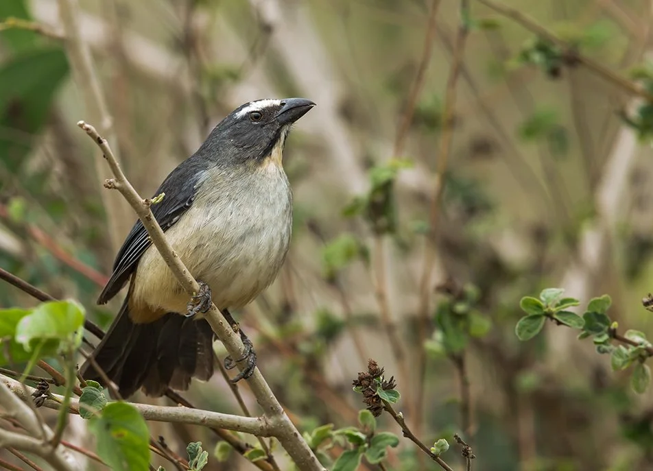 GRAYISH SALATOR