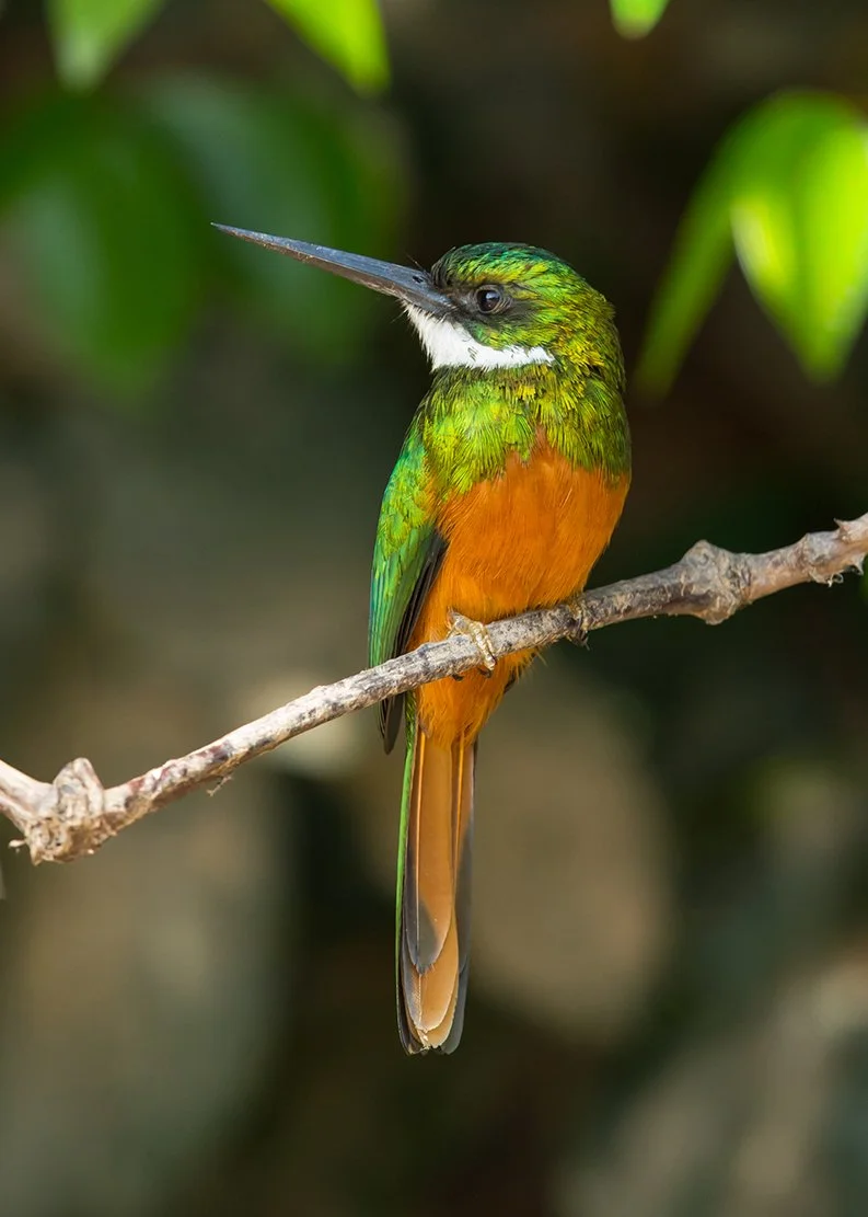 RUFOUS-TAILED JACAMAR